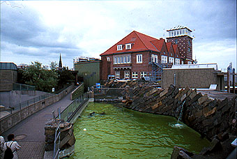 Bremerhaven Mhnenrobbenbecken