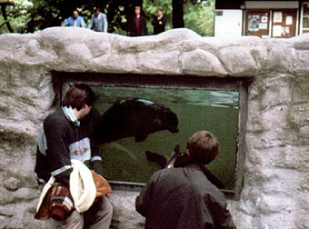 Zoo-AG im Zwiegesprch mit Seehund