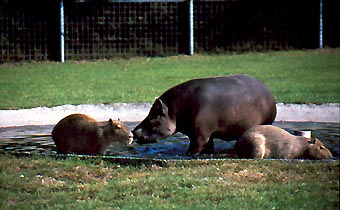 Tapire und Wasserschweine im Sdamerikagehege
